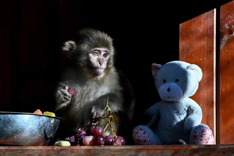 Zahvaljujući svojoj inteligenciji i fizičkoj prilagodljivosti, ovi primati uspijevaju preživjeti i razvijati se u raznolikim okruženjima.