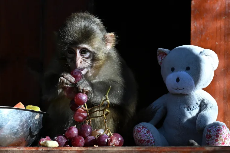 Mogu se uspje&scaron;no nastaniti u tropskim ki&scaron;nim &scaron;umama, planinskim područjima do 3.000 metara nadmorske visine, urbanim sredinama te polupustinjskim područjima.