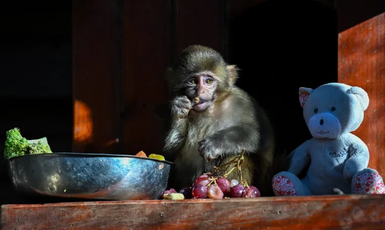Unatoč njihovoj prilagodljivosti, mnoge vrste makakija suočavaju se s ozbiljnim prijetnjama. Većina vrsta nalazi se na IUCN-ovom Crvenom popisu kao ranjive ili ugrožene.