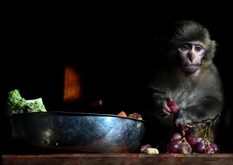 Glavni izazovi s kojima se suočavaju uključuju gubitak prirodnog stani&scaron;ta, sukobe s ljudima u urbanim područjima, trgovinu egzotičnim životinjama te kori&scaron;tenje u biomedicinskim istraživanjima.