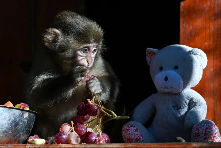 Makaki su odigrali ključnu ulogu u brojnim znanstvenim otkrićima, posebno u medicinskim istraživanjima. Njihova sličnost s ljudima u emocionalnom i kognitivnom razvoju čini ih važnim modelima za proučavanje ljudskog pona&scaron;anja i bolesti.