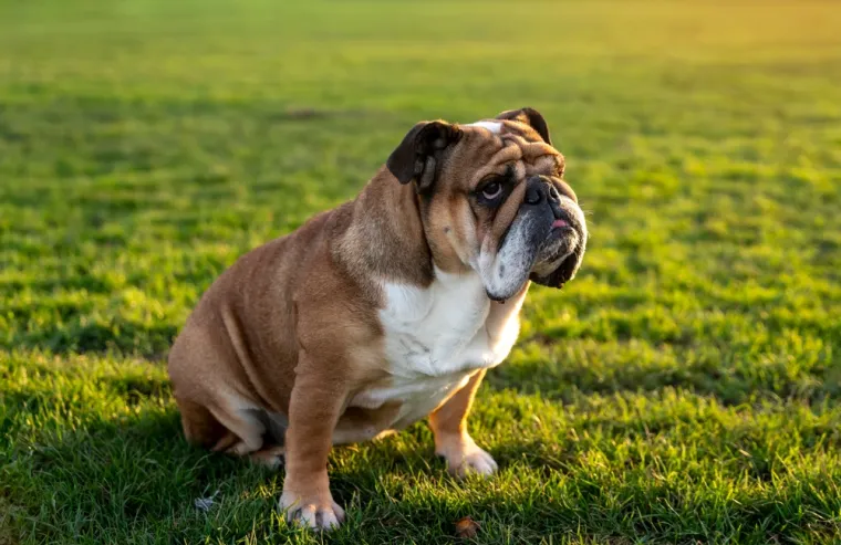 3. Buldog: Nažalost, buldog je najpoznatiji primjer ekstremne genetske manipulacije u uzgoju pasa. Zbog toga pate od različitih zdravstvenih problema, uključujući kongenitalne i nasljedne poremećaje.