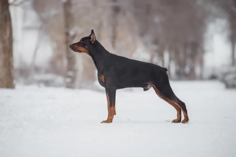 13.Doberman: Dobermani mogu razviti hepatopatiju uzrokovanu bakrom, što dovodi do bolesti jetre.