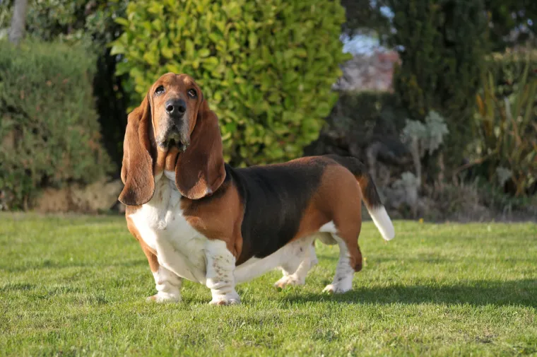 17. Basset Hound: Basset Hound je pasmina koja može imati razne genetske bolesti, poput nadutosti i Von Willebrandove bolesti. 