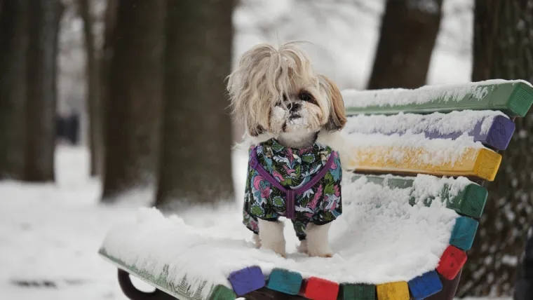22. Shih Tzu: Shih Tzu, koji potječe iz Tibeta, poznat je po svom kratkom nosu, velikim okruglim očima i maloj, stasitoj građi. Nažalost, skloni su luksaciji patele, što uzrokuje nestabilna koljena.
