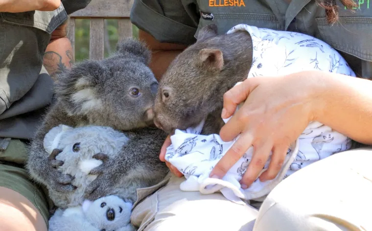 Naime, kao što tome svjedoče objave tog parka iz Somersbyja na Instagramu, koala Honey i vombat Bucky danas dijele hranu, spavaju zajedno i maze se unatoč tome što pripadaju različitim vrstama.