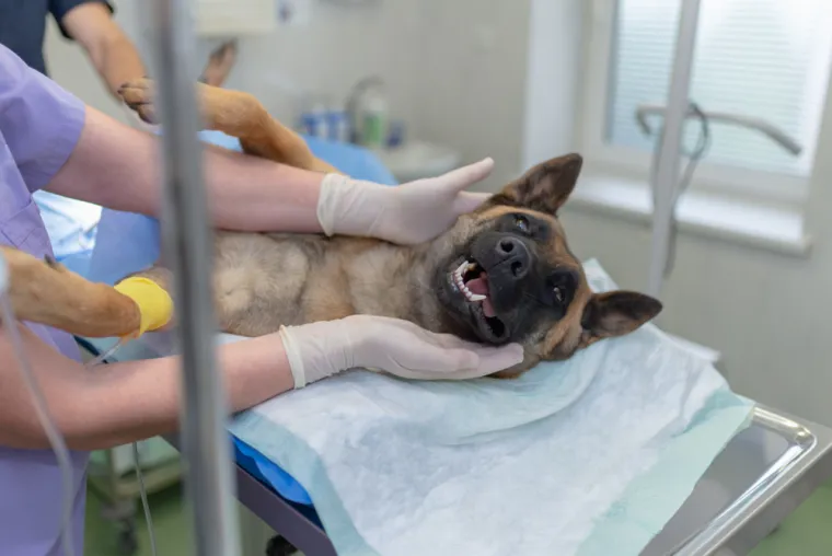 13. Uvijek sterilizirajte ili kastrirajte psa dok je mlad: Brojne studije pokazale su da ovo nije istina i da odgađanje kastracije može biti sigurnije na duže staze. Osim toga, postoji nekoliko zdravstvenih koristi od toga da psi zadrže svoje reproduktivne organe u odrasloj dobi.
