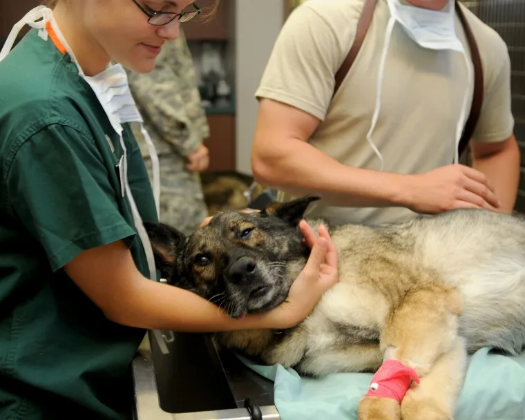 17. Psi moraju ići kod veterinara samo kada su bolesni: Kao i ljudi, kućni ljubimci trebaju redovitu medicinsku njegu kako bi bili zdravi. Godišnji pregledi, provjere težine i rutinske dijagnostike ključni su za očuvanje zdravlja vašeg psa.
