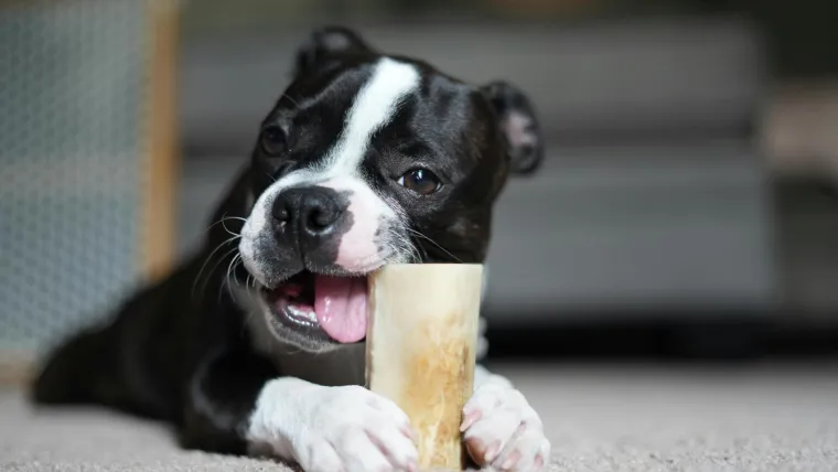 22. Psi s kratkom dlakom ne trebaju njegu: Kada ljudi misle na njegu pasa, često misle na &scaron;i&scaron;anje. Međutim, njega uključuje kupanje, či&scaron;ćenje u&scaron;iju, &scaron;i&scaron;anje noktiju i pranje zuba, &scaron;to je potrebno svim psima kako bi ostali čisti i zdravi.