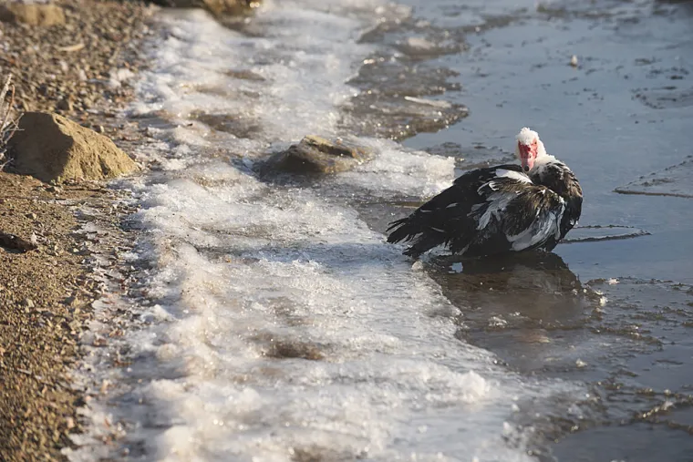 U galeriji pogledajte kako je zima pokazala zube prije osam godina