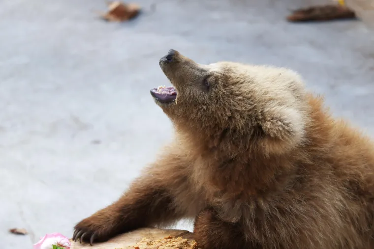 Uz tortu, Jun Jun je dobio i buket svježeg cvijeća, s kojim se igrao i istraživao ga svojim šapama.