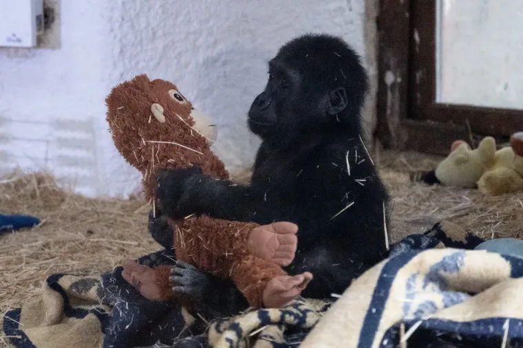 Trudnoća ženke gorile traje oko 8,5 mjeseci, nakon čega na svijet dolazi iznimno malo mladunče, težine svega 1,4 do 1,8 kilograma - upola manje od prosječne ljudske bebe.