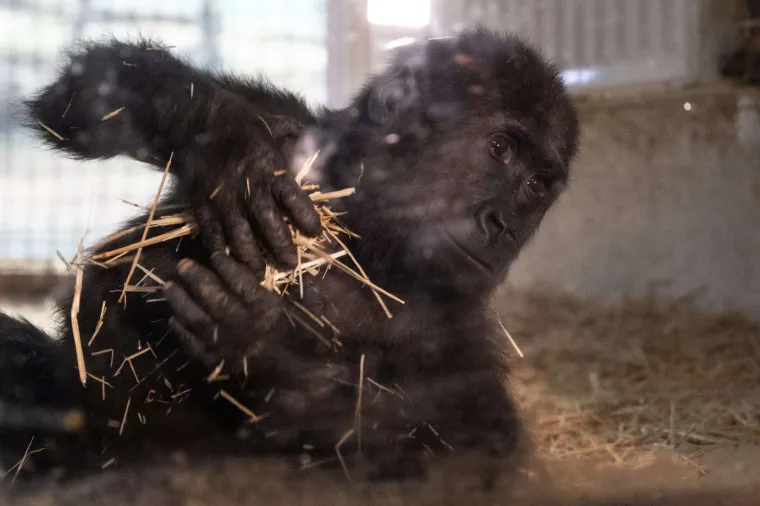 Mladunci također uče kako se kretati kroz složeni &scaron;umski teren, čime razvijaju snagu i koordinaciju potrebnu za penjanje po drveću i navigaciju kroz gustu vegetaciju.