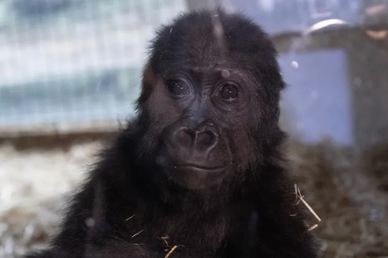 Mladunci gorila od najranije dobi postaju dio skupine. [Gorile](https://www.berggorilla.org) žive u dru&scaron;tvenim zajednicama gdje srebroleđi mužjak ima ulogu za&scaron;titnika, a cijela skupina sudjeluje u odgoju mladunaca.