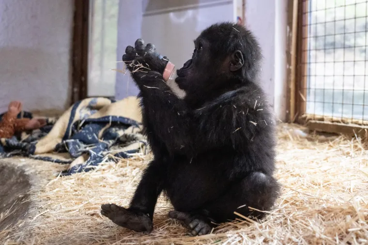 Igra ima ključnu ulogu u razvoju djece gorila, te im pruža priliku da usvoje važne životne vje&scaron;tine. Kroz nju djeca uče socijalne vje&scaron;tine, poput suradnje, dijeljenja i komunikacije s drugima. Istovremeno razvijaju svoje fizičke sposobnosti, usavr&scaron;avaju motoričke vje&scaron;tine te jačaju tijelo. Obično opona&scaron;aju pona&scaron;anje odraslih, čime istražuju svijet oko sebe i pripremaju se za buduće izazove. Također, igra im pomaže da grade odnose s vr&scaron;njacima, čime razvijaju osjećaj zajedni&scaron;tva i empatije.
