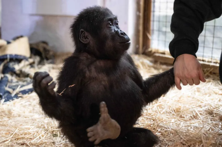 Gorile su kritično ugrožena vrsta, a njihov opstanak ovisi o na&scaron;im naporima za očuvanje. Zoolo&scaron;ki vrtovi diljem svijeta provode programe razmnožavanja i za&scaron;tite, dok se u divljini bore s prijetnjama poput krivolova i gubitka stani&scaron;ta.