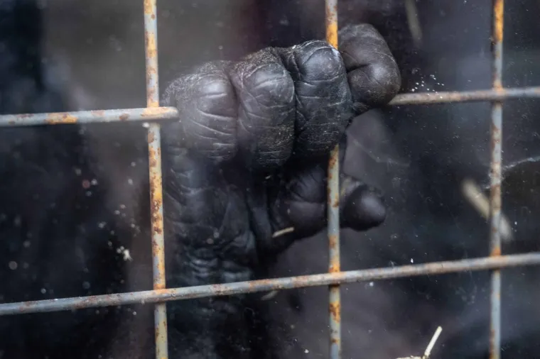 Razumijevanje razvoja mladunaca gorila ključno je za uspje&scaron;nu za&scaron;titu ove fascinantne vrste. Njihov složeni dru&scaron;tveni život i način odgoja mladunaca pokazuju koliko su ovi primati slični ljudima, &scaron;to dodatno nagla&scaron;ava važnost njihovog očuvanja za buduće generacije.