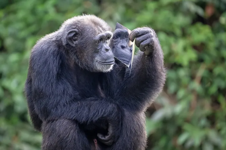 Istraživanja provedena u Yerkes nacionalnom istraživačkom centru za primate ukazala su i na to da je otprilike 50% varijabilnosti u inteligenciji čimpanza uvjetovano genetskim faktorima, dok drugih 50% ovisi o okolišnim čimbenicima. To je vrlo slično omjeru koji nalazimo kod ljudi. 