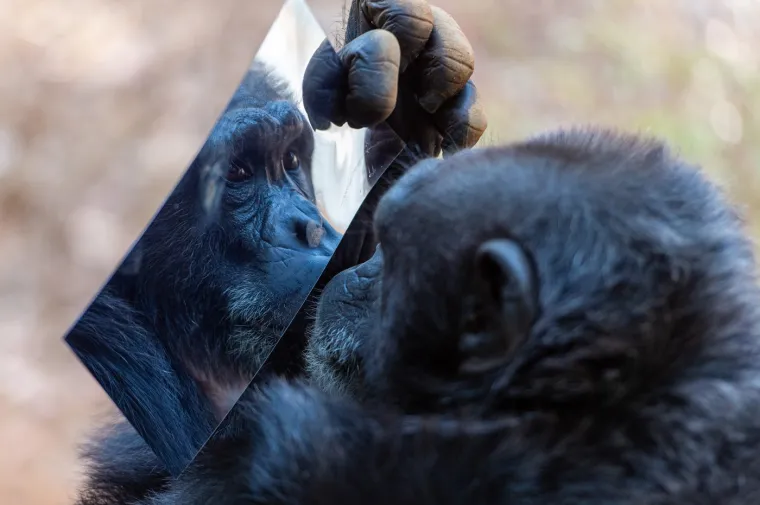 Čimpanze upoznali s ogledalima, reakcije su im bile hit