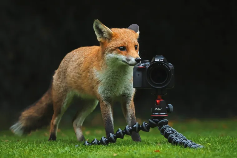Zahvaljujući tome, nastale su fascinantne fotografije mladog lisca kako istražuje svijet tehnologije. 