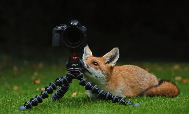 Obično okoti četiri do &scaron;est mladunaca, iako su zabilježena i legla s do 13 jedinki.