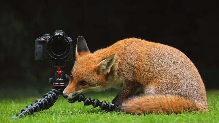 Mladunci se rađaju slijepi i gluhi, otvaraju oči nakon dva tjedna, a samostalni postaju u dobi od &scaron;est do sedam mjeseci.