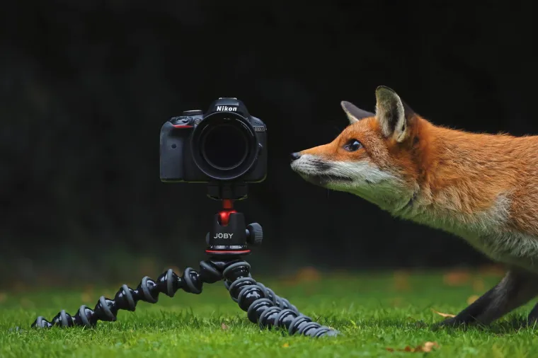 Lisice igraju ključnu ulogu u održavanju prirodne ravnoteže. Kao predatori kontroliraju populacije glodavaca i drugih malih životinja, te sprječavaju njihovo prekomjerno razmnožavanje.