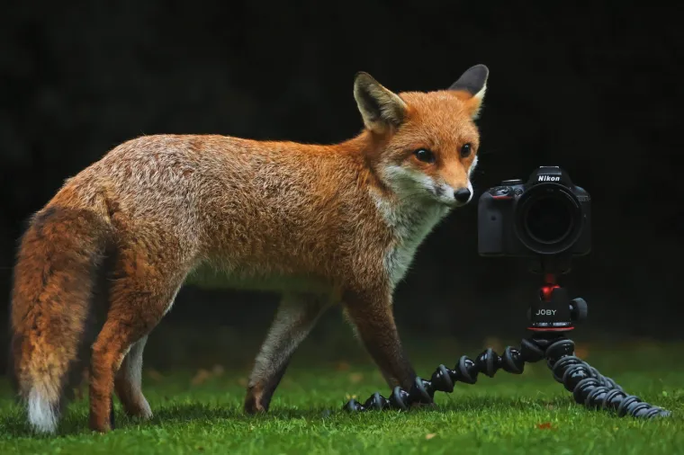 Ove fascinantne životinje nastavljaju odu&scaron;evljavati znanstvenike i ljubitelje prirode svojom inteligencijom, prilagodljivo&scaron;ću i složenim dru&scaron;tvenim pona&scaron;anjem.
