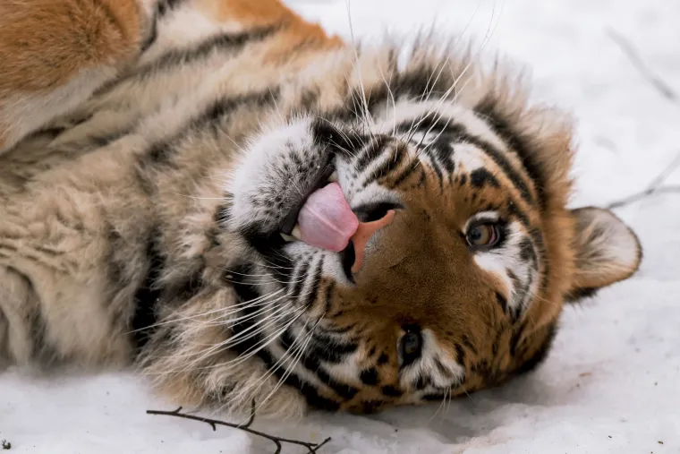 Jedan od glavnih ciljeva "Kuće tigra" jest podizanje svijesti o problemima s kojima se suočavaju velike mačke u divljini, poput gubitka stani&scaron;ta i krivolova.