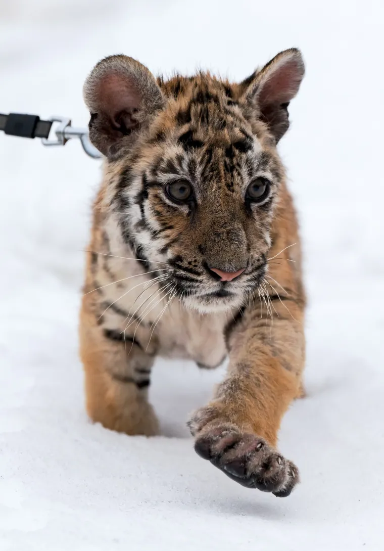 Za mnoge posjetitelje, susret s ovim veličanstvenim životinjama postaje nezaboravno iskustvo koje ih nadahnjuje na promjene u svakodnevnom životu.