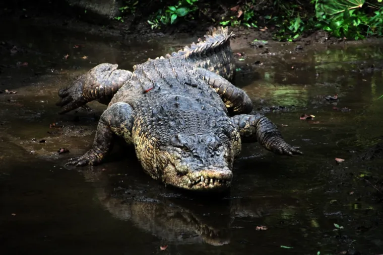 8., slatkovodni krokodil, oko tisuću žrtava godišnje: Eh, krokodili su već zastrašujućeg izgleda, a takve su im i odlike. Mužjaci mogu narasti do šest metara i težiti 1300 kg, a kada su u potrazi za plijenom, kroz vodu mogu dosegnuti brzinu od 28 kilometara na sat. Ako vas izaberu za svoj plijen, slabe su šanse da ćete preživjeti. Uostalom, pogledajte samo te zubiće. Brrrrrr.