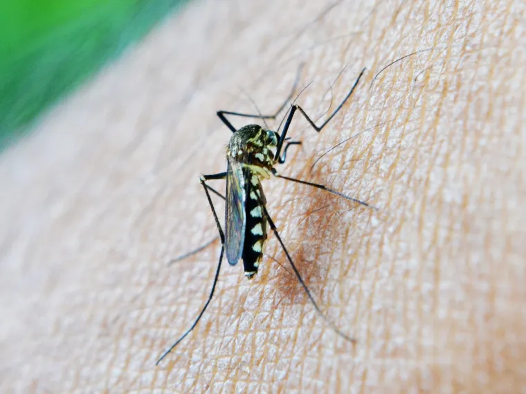 Malarija - Ova bolest može se dobiti ubodom komarca. Međutim, osobe s krvnom grupom 0 imaju manji rizik jer parazit ima poteškoća u prianjanju na njihove stanice.