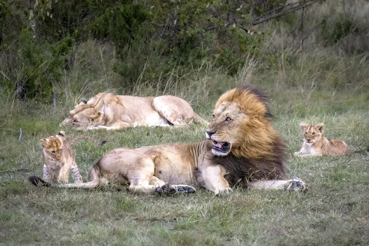 Fotografije su zabilježene u rezervatu Masai Mara u Keniji, jednom od najpoznatijih prirodnih rezervata u Africi. 