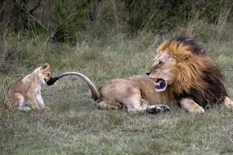 Masai Mara proteže se na površini od 1.510 kvadratnih kilometara te je dom iznimnoj bioraznolikosti.
