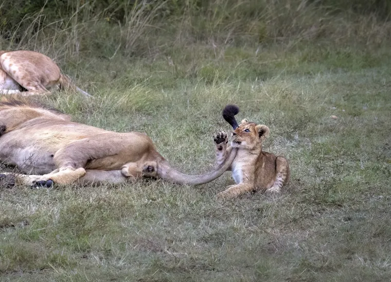 Rezervat je jedna od najpopularnijih safari destinacija u Africi, a posjetitelji mogu uživati u safari vožnjama, letovima balonom iznad savane te posjetama tradicionalnim Masai selima.