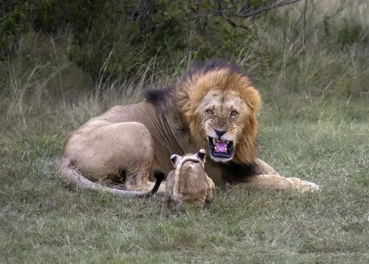 Muke po umornom ocu: Mladunci se oglu&scaron;ili na izreku 'ne diraj lava dok spava' i ubili tatu u pojam