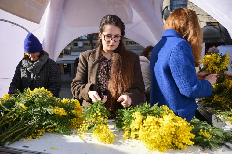 Žute mimoze obojale su centar Zagreba.