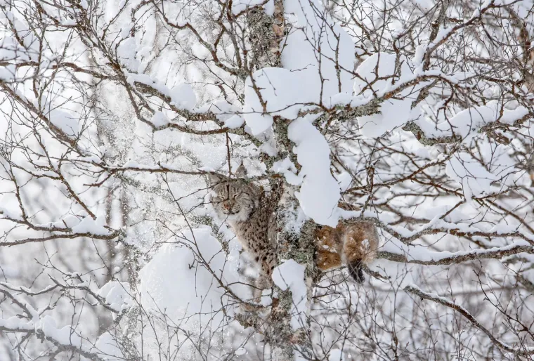 Kako bi se spriječilo ponovno izumiranje risa, pokrenut je međunarodni LIFE Lynx projekt koji uključuje pet zemalja: Hrvatsku, Sloveniju, Italiju, Slovačku i Rumunjsku. U sklopu projekta, planira se naseljavanje novih jedinki iz karpatske populacije, čime bi se povećala genetska raznolikost i ojačala otpornost populacije.
