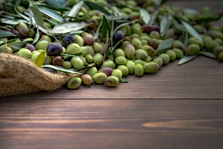 Tradicionalna upotreba i moderni načini konzumacije: Maslinovo lišće dugo se koristilo u mediteranskoj regiji kao prirodni lijek za groznicu i malariju. Nekada su se listovi kuhali kao čaj ili dodavali u jela zbog svojih ljekovitih svojstava.