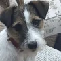 Iris je nestala 26. kolovoza prošle godine s njihove farme u Salisburyju, Wiltshire.