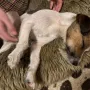 Njihovu kujicu pronašla je jedna osoba 28. siječnja dok je lutala parkom u Guildfordu. Odvela ju je veterinaru, koji je otkrio da ima mikročip, što je omogućilo pronalazak vlasnika.