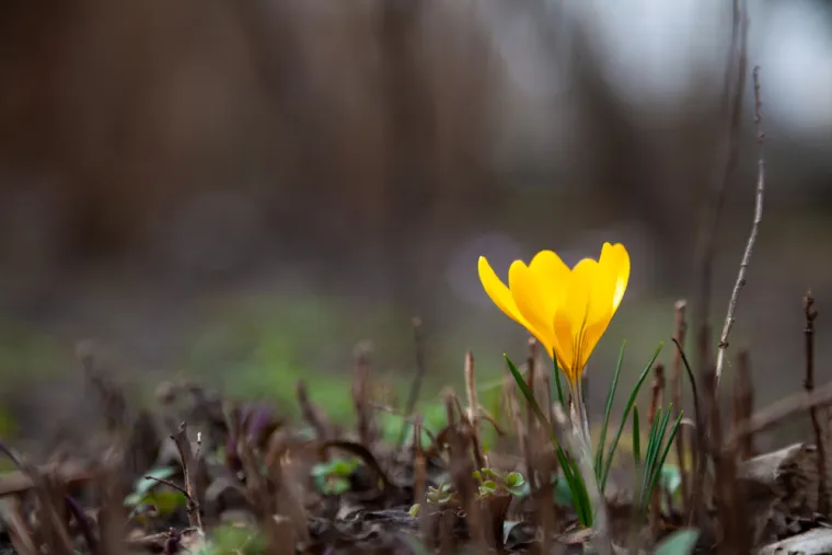 Za zaštitu od negativnih utjecaja na Valentinovo tradicija preporučuje sljedeće: nošenje žutog šafrana.