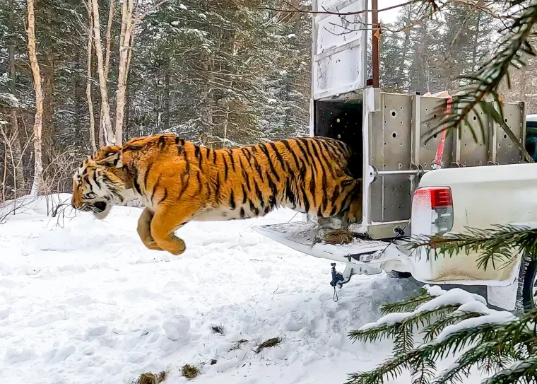 Povratak ovog veličanstvenog predatora u njegovo prirodno okruženje predstavlja važan korak u očuvanju populacije sibirskih tigrova, koji su suočeni s prijetnjama poput krivolova i gubitka staništa.