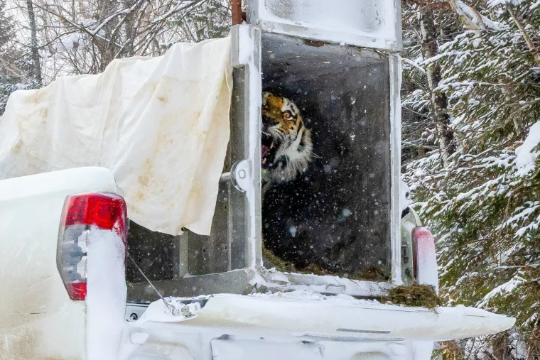 Poznati su po svojem prepoznatljivom narančastom krznu s crnim prugama, pri čemu svaki tigar ima jedinstven uzorak pruga - poput ljudskog otiska prsta.
