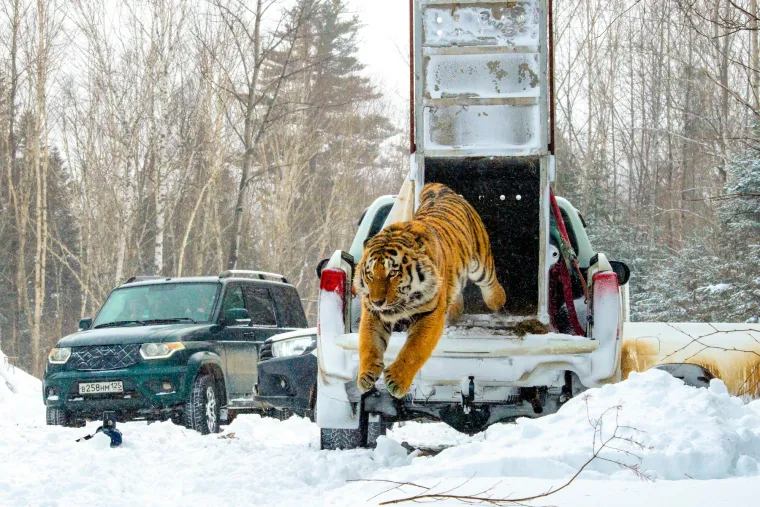 Od nekadašnjih devet podvrsta tigra, danas je preživjelo samo šest: Bengalski tigar (najčešći, oko 3.400 jedinki), Sibirski tigar (najveći, oko 450 jedinki), Indokineski tigar (oko 250 jedinki),  Malajski tigar (manje od 200 jedinki), Sumatranski tigar (400-600 jedinki) te Južnokineski tigar (vjerojatno izumro u divljini).