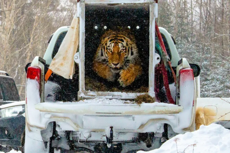 Iako su napori za očuvanje pokazali određene uspjehe, budućnost tigra i dalje je neizvjesna. Potrebna je kontinuirana međunarodna suradnja, stroža provedba zakona o zaštiti i veća ulaganja u očuvanje staništa kako bi se osigurao opstanak ove karizmatične vrste za buduće generacije.