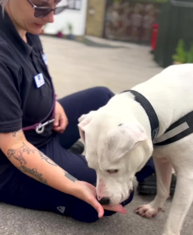 Psi danas imaju mnogo važnih uloga u životima ljudi, daleko izvan tradicionalne uloge lovaca i čuvara. Kao kućni ljubimci, pružaju bezuvjetnu ljubav i dru&scaron;tvo te pomažu u smanjenju stresa.
