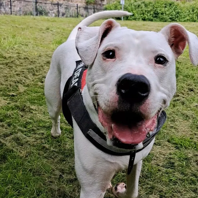 Osim toga, mnogi su psi radni psi, jer obavljaju važne zadatke kao &scaron;to su policijski psi. Njihova inteligencija i odanost omogućuju im da budu neprocjenjivi pomagači ljudima u različitim situacijama. Također, psi su odlični sportski partneri jer aktivno sudjeluju u kinolo&scaron;kim sportovima gdje pokazuju svoju agilnost, inteligenciju i poslu&scaron;nost. 