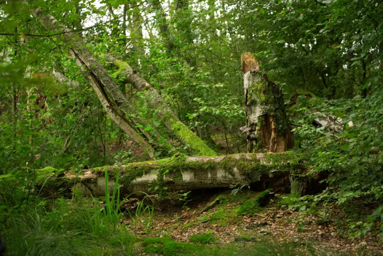 Gubitak biološke raznolikosti i njegove posljedice: Klimatska kriza također ubrzava gubitak biološke raznolikosti. Znanstvenici upozoravaju da ulazimo u šesto masovno izumiranje, koje uzrokuju ljudske aktivnosti poput krčenja šuma, prekomjernog ribolova i uništavanja prirodnih staništa životinja.