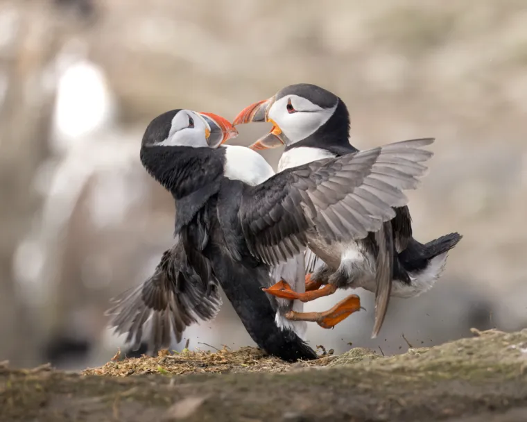 Na Farskim otocima u Northumberlandu, Engleska, zabilježen je nevjerojatan prizor – dva Tupika u žestokoj svađi koja je prerasla u fizički sukob. Na fotografijama su prikazane ove simpatične morske ptice kako se ljutito prepiru, a zatim ulaze u strastvenu tučnjavu.